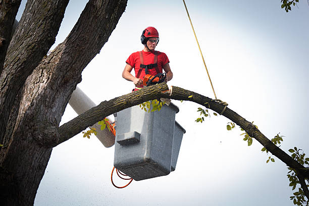 Plains, KS Tree Care Services Company